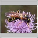 Tenthredo omissa - Blattwespe w07.jpg